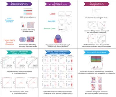 Identification and validation of aging-related genes in neuropathic pain using bioinformatics